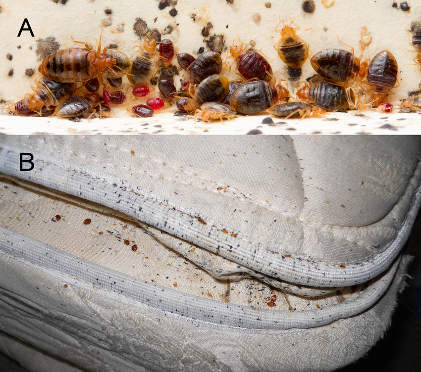 Bed bugs on mattress
