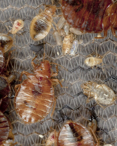 Early stage bed bug skins