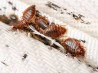 Bedbug Treatment