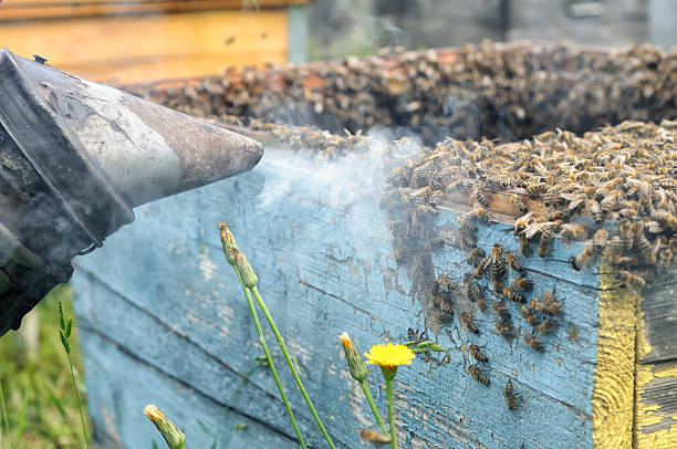 Beehive Removal