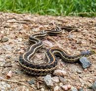 Snake in residential area
