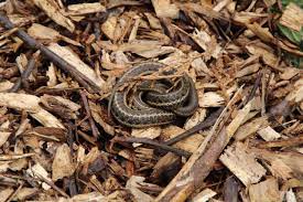 Coiled snake in residential area
