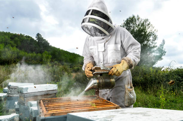 Professional beehive removal
