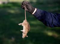 Rodent Elimination