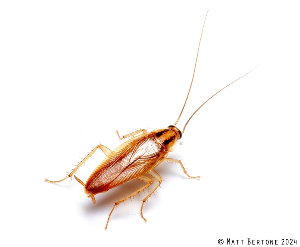 German Cockroach