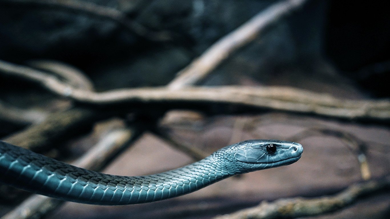 Expert snake control specialist