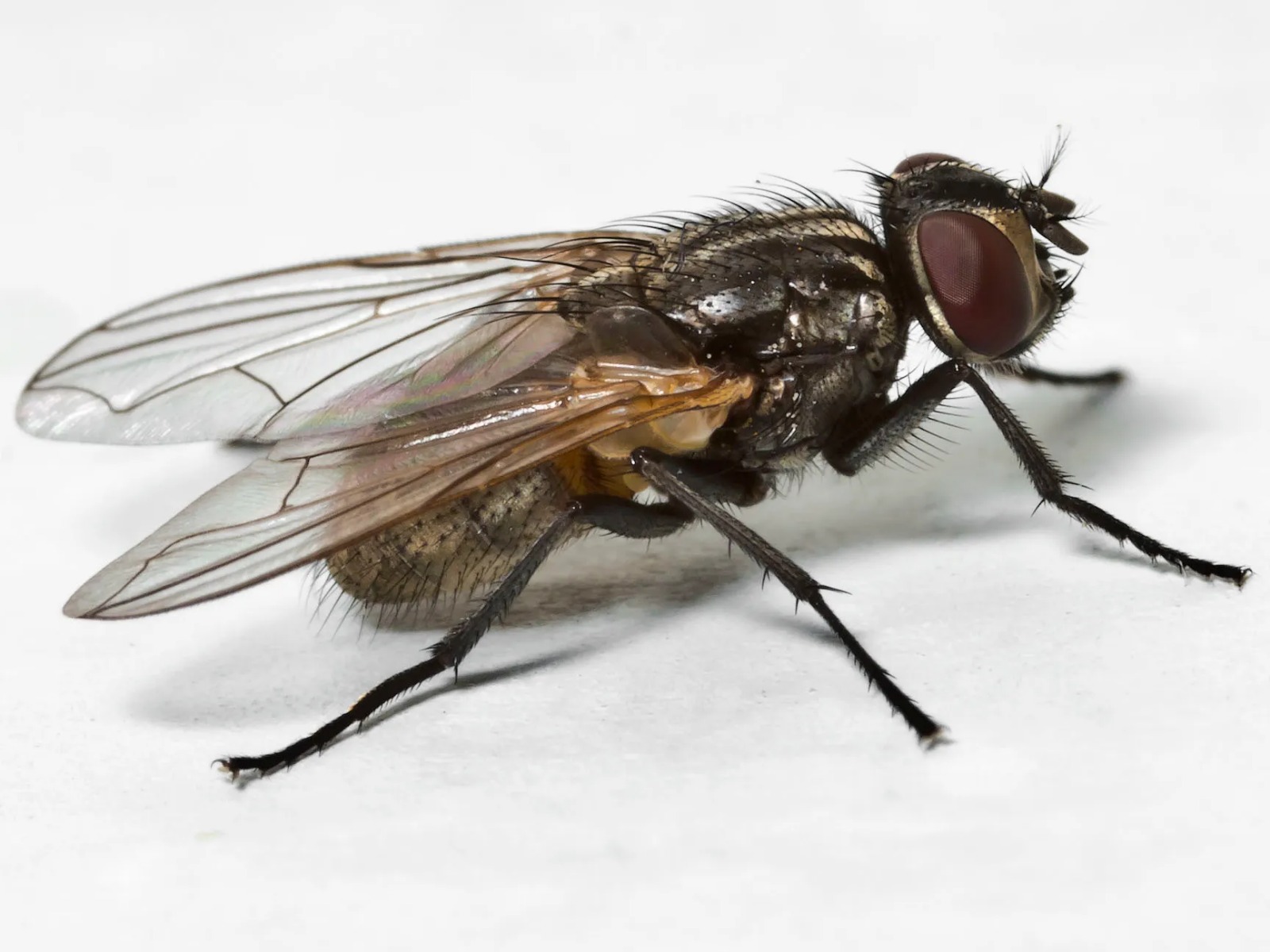 Fly infestation in kitchen