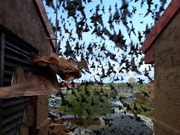 Bat colony in attic
