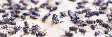 Professional fly control treatment