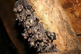 Bat inspection with tools