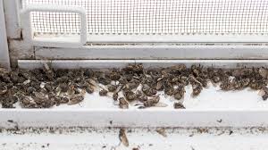 Fly infestation in kitchen