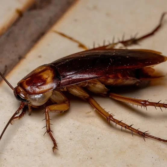 American Cockroach